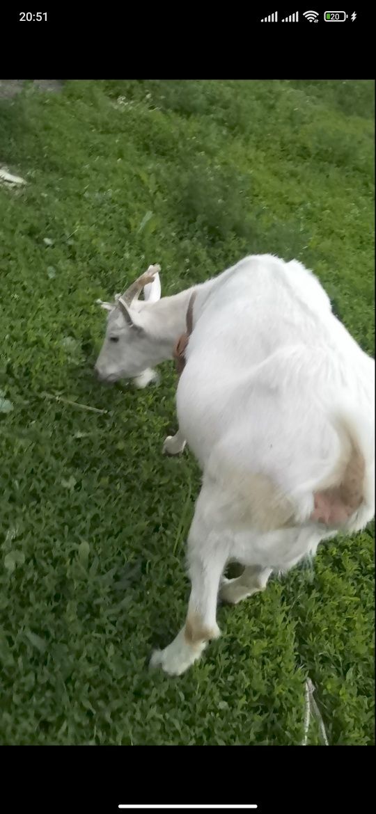 Коза біла зааненська молода 1 рік