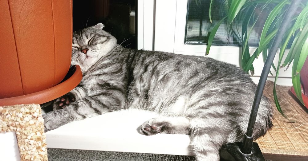 Вязка кота скотиш фолд