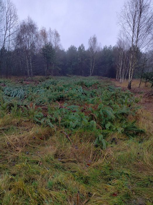 Sprzedam działkę w Rakowie woj.swietokrxyskie na osiedlu  70lecia