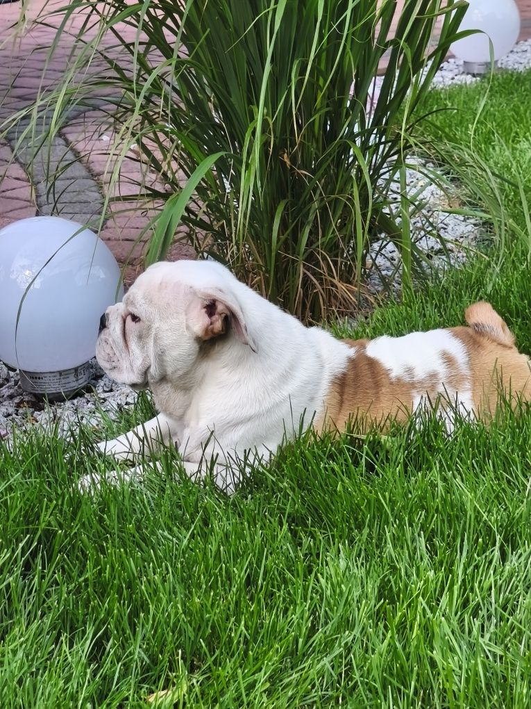 Buldog Angielski ZKwP FCI
