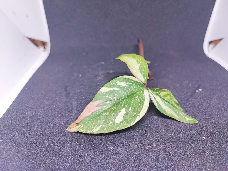 Syngonium Red Spot Tricolor