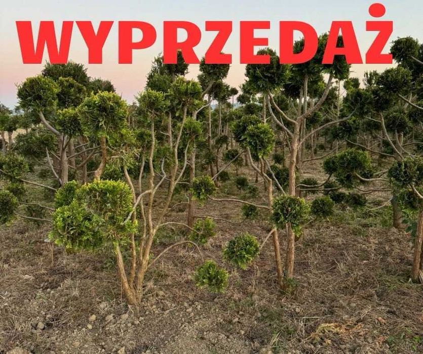 wyprzedaż-BONSAI,tuja,szmaragd,GOLD.wyprzedż,WYPRZEDAŻ