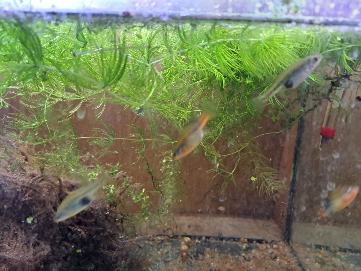 Xenotoca eiseni sprzedam młode ok 2 cm