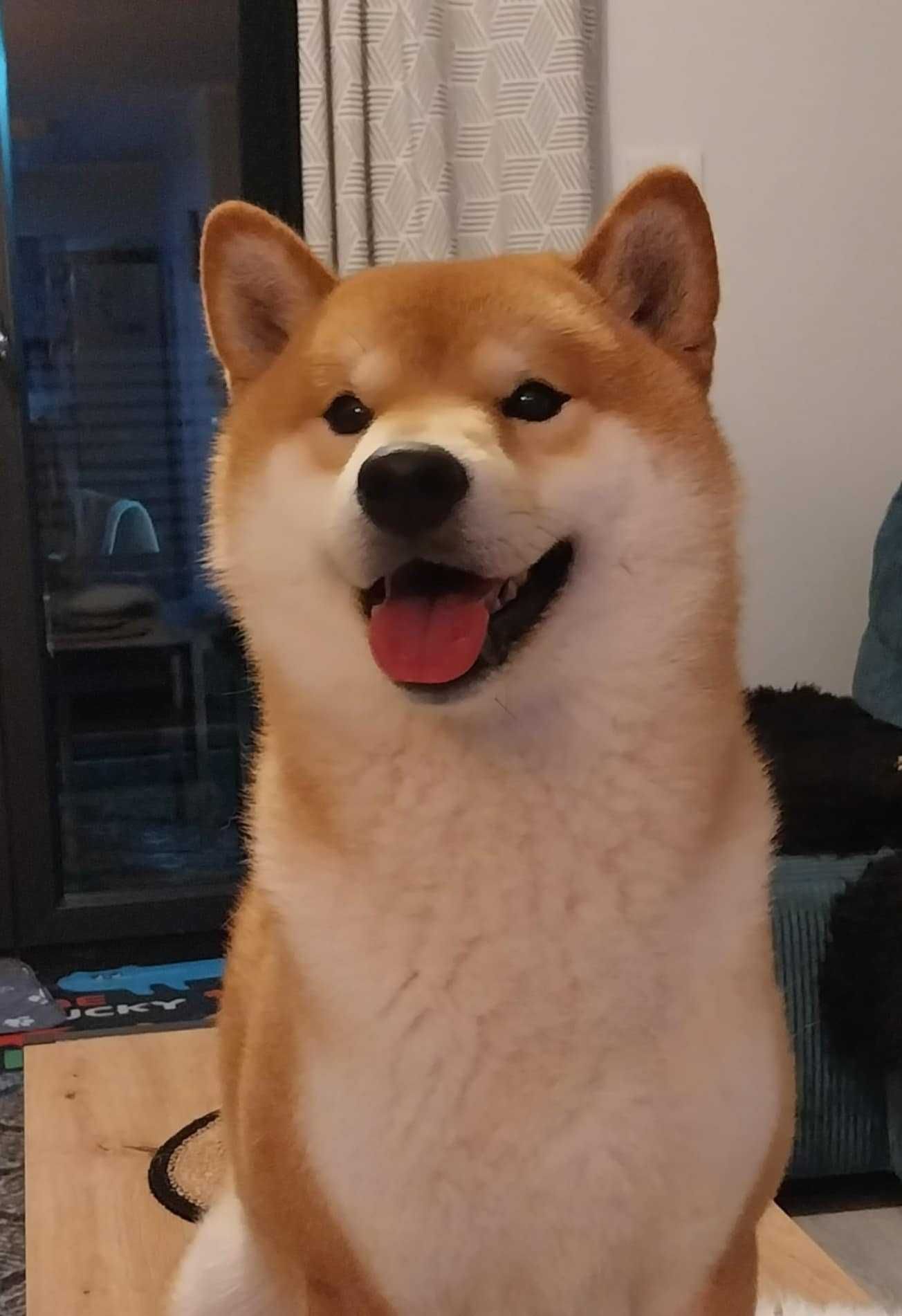 shiba piesek ZKwP