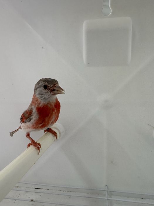 Cardinalitos da Venezuela