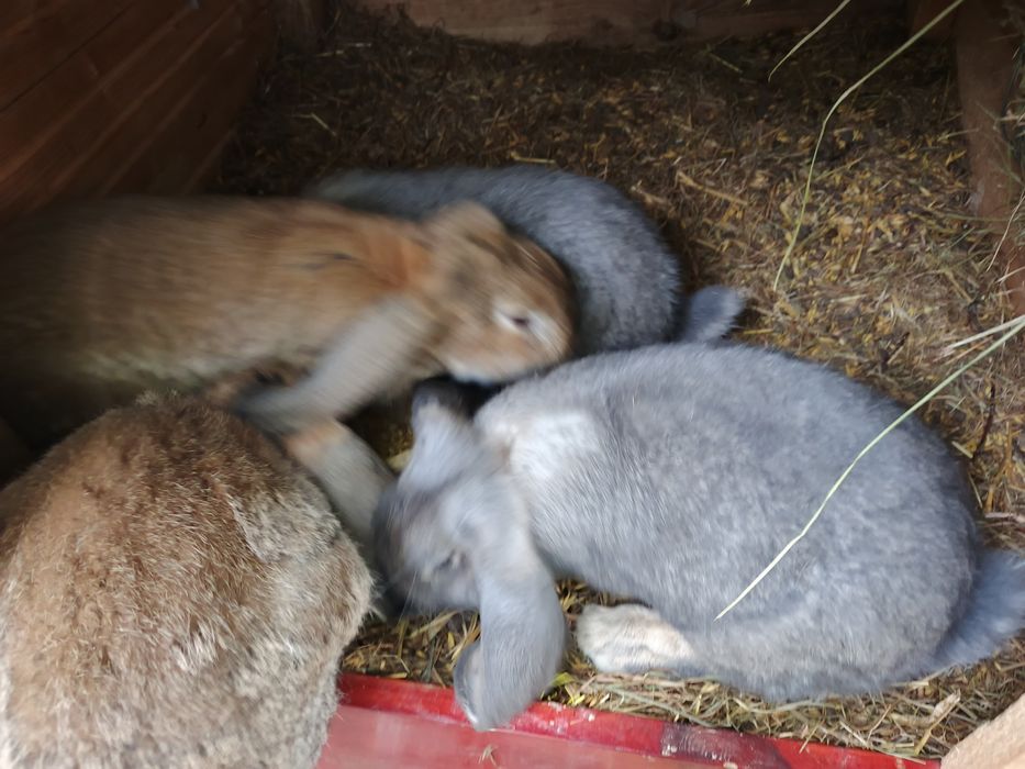 Króliki baran francuski 4 samce