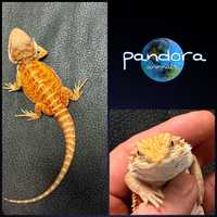 Бородатая агама Pogona vitticeps морфы Hypo Red