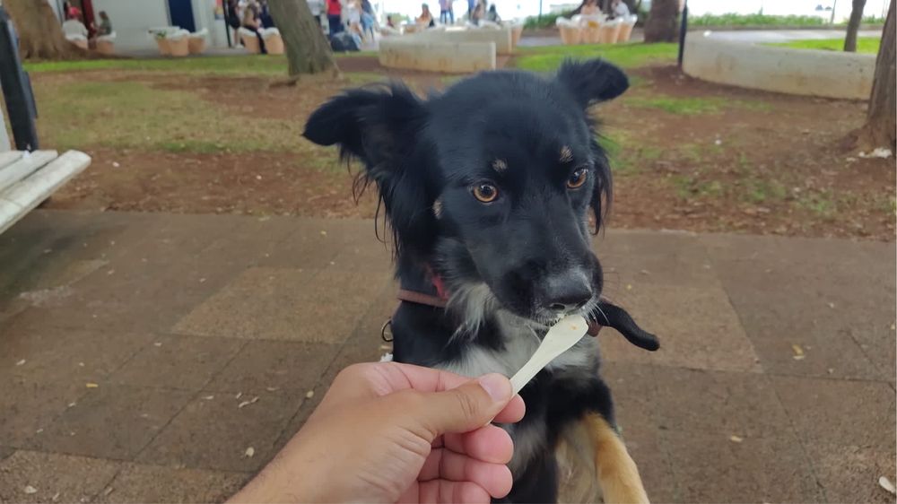 Cadela para adoção! Urgente