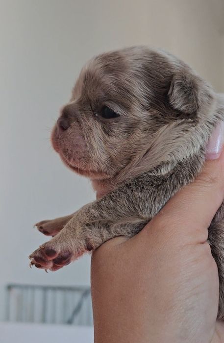 Bulldog Francês lilac merle tan fêmea