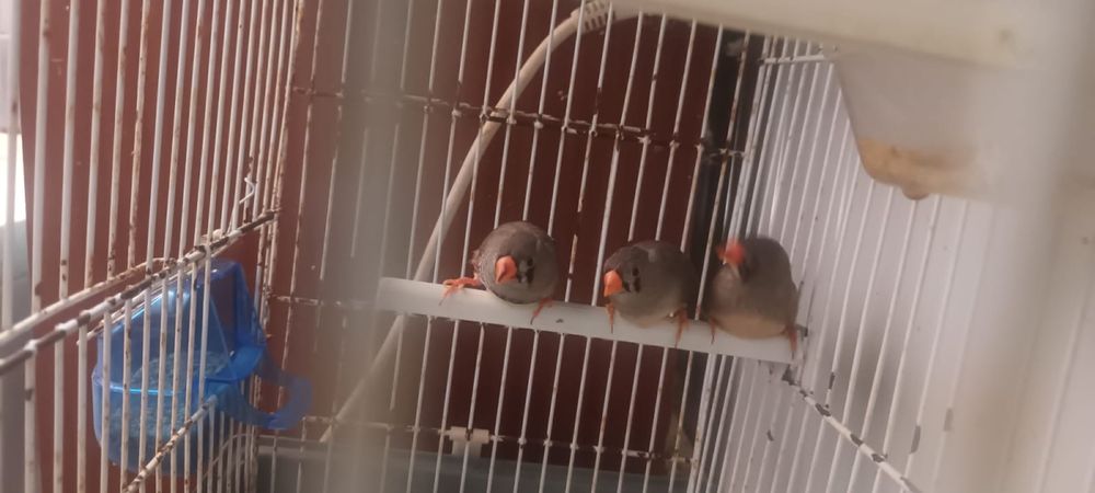 Aves para novo lar