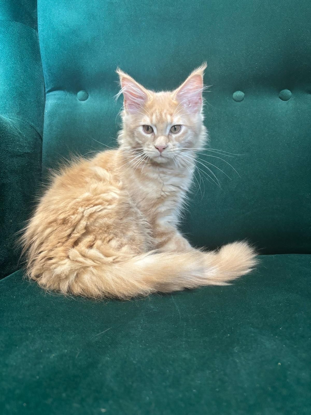 Rudy kocurek Maine Coon