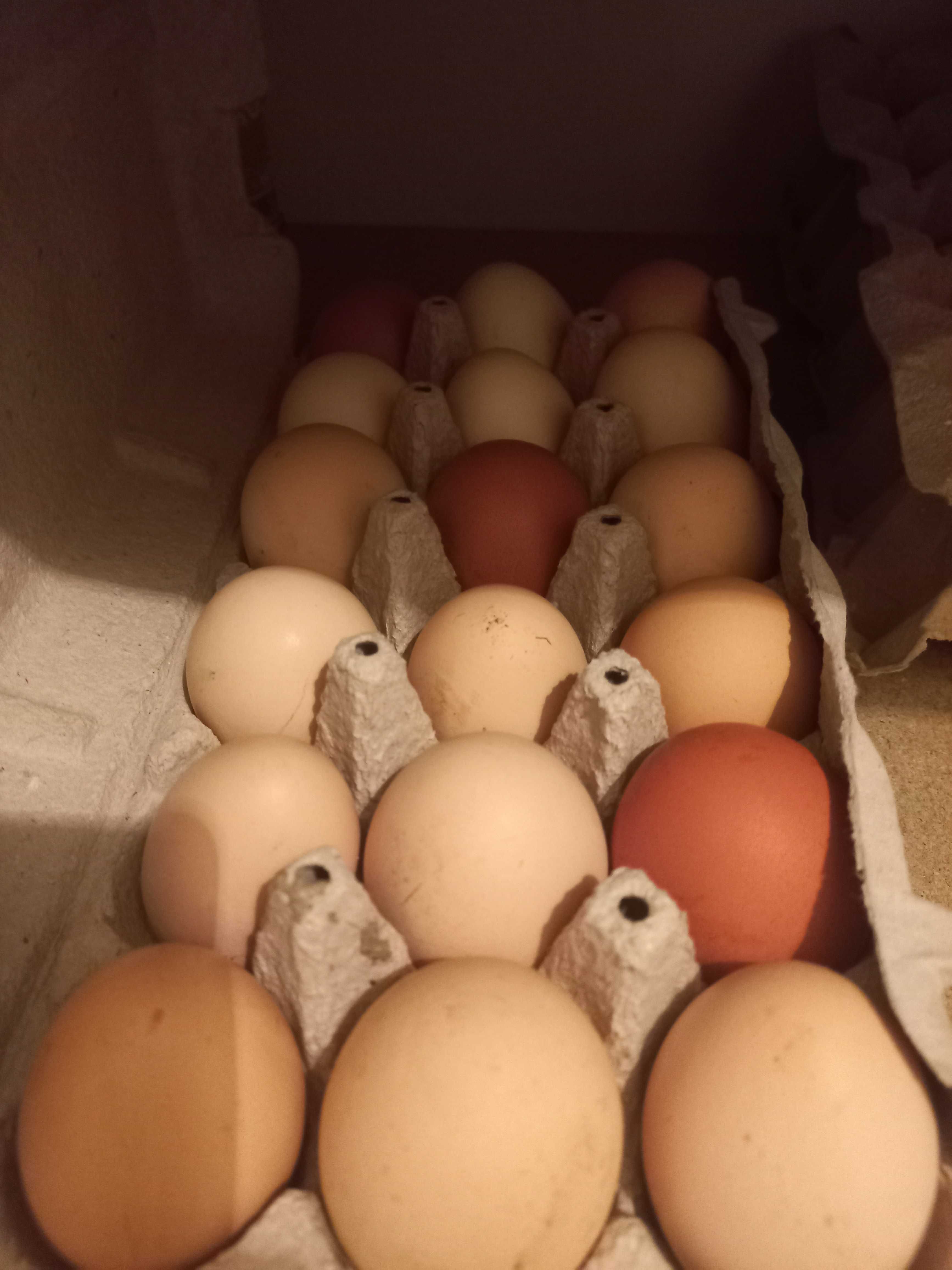 Vende se ovos caseiros