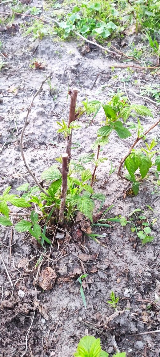 Malina Polana Jesienna długi zbiór do mrozów