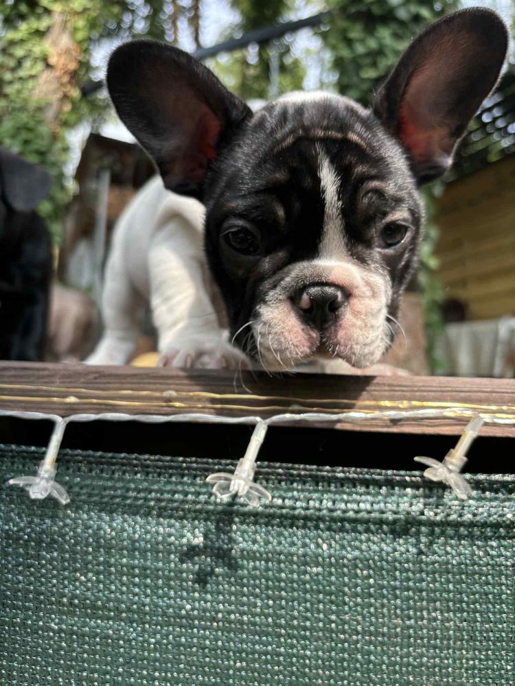 Buldog Francuski