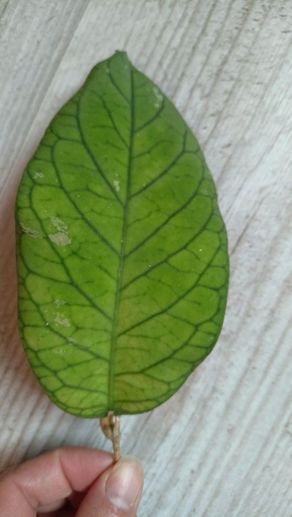 Hoya meredithi GPS 1105