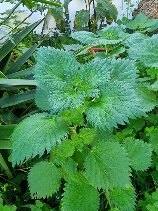 Vendo mudas de Urtiga para culinária e chás medicinais