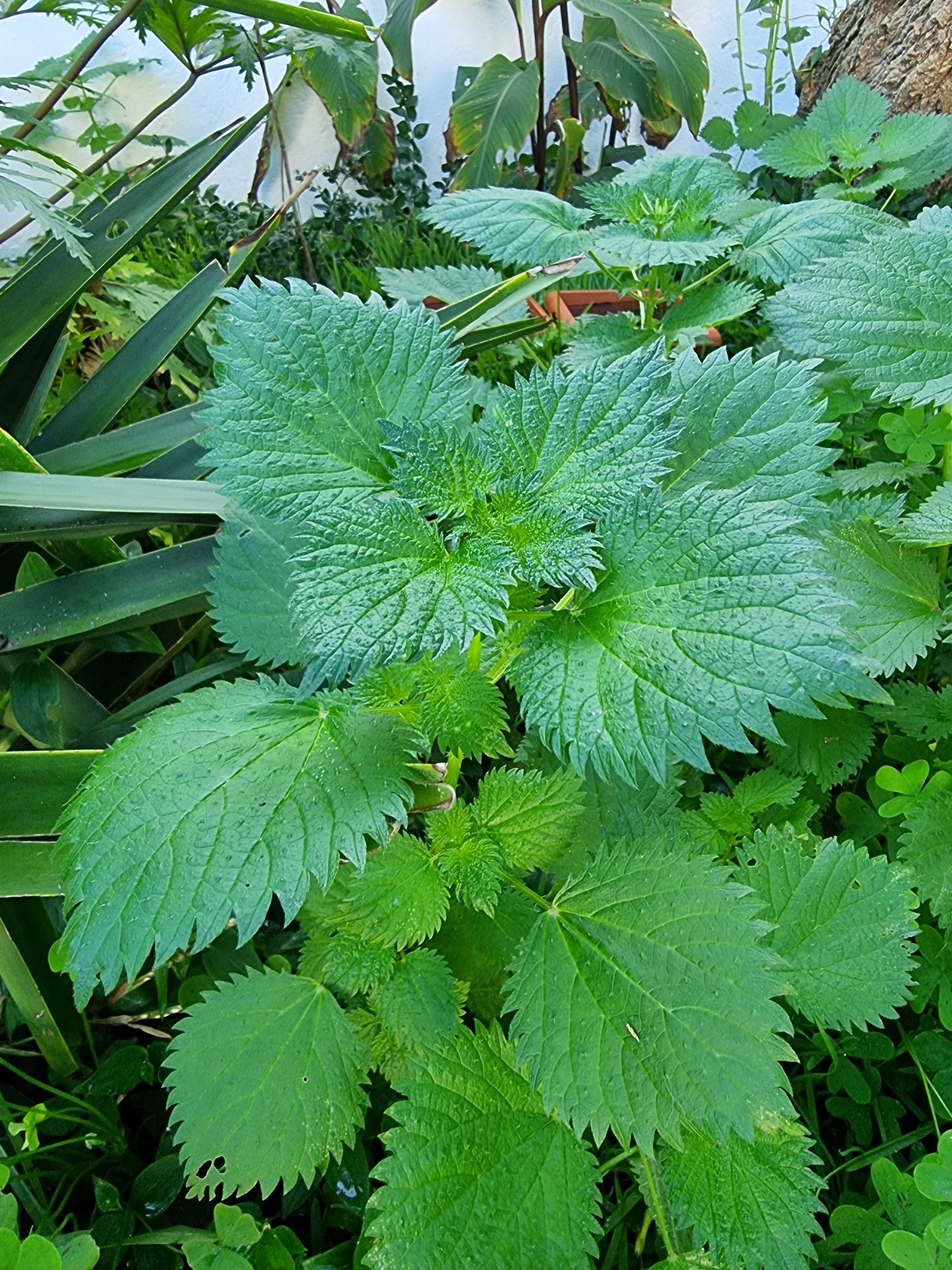 Vendo mudas de Urtiga para culinária e chás medicinais