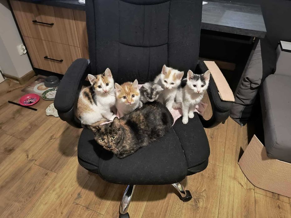 Ptyś biało rudy kocurek do adopcji