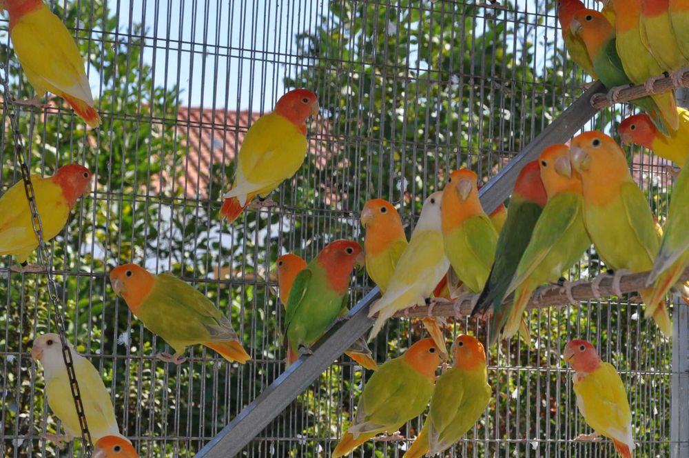 Roseicollies adultos