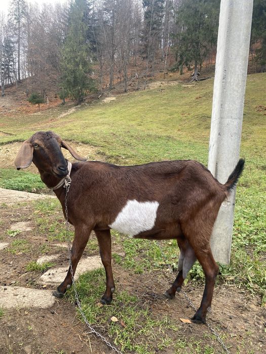 Англо-нубійська коза