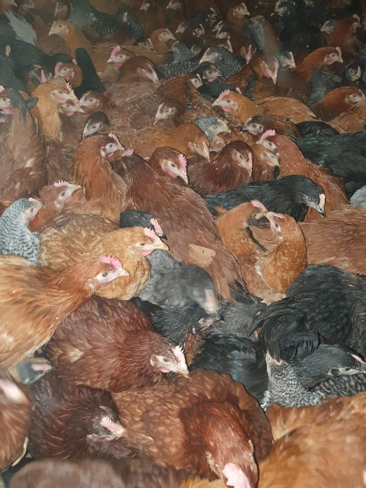 MŁODE nioski kurki odchowane rossa leghorn TRANSPORT z52