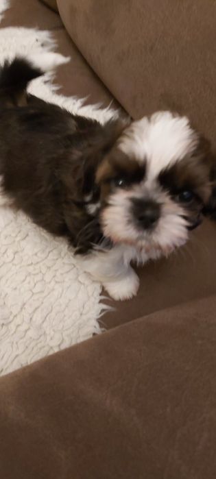 Shih Tzu piesek rodowodowy