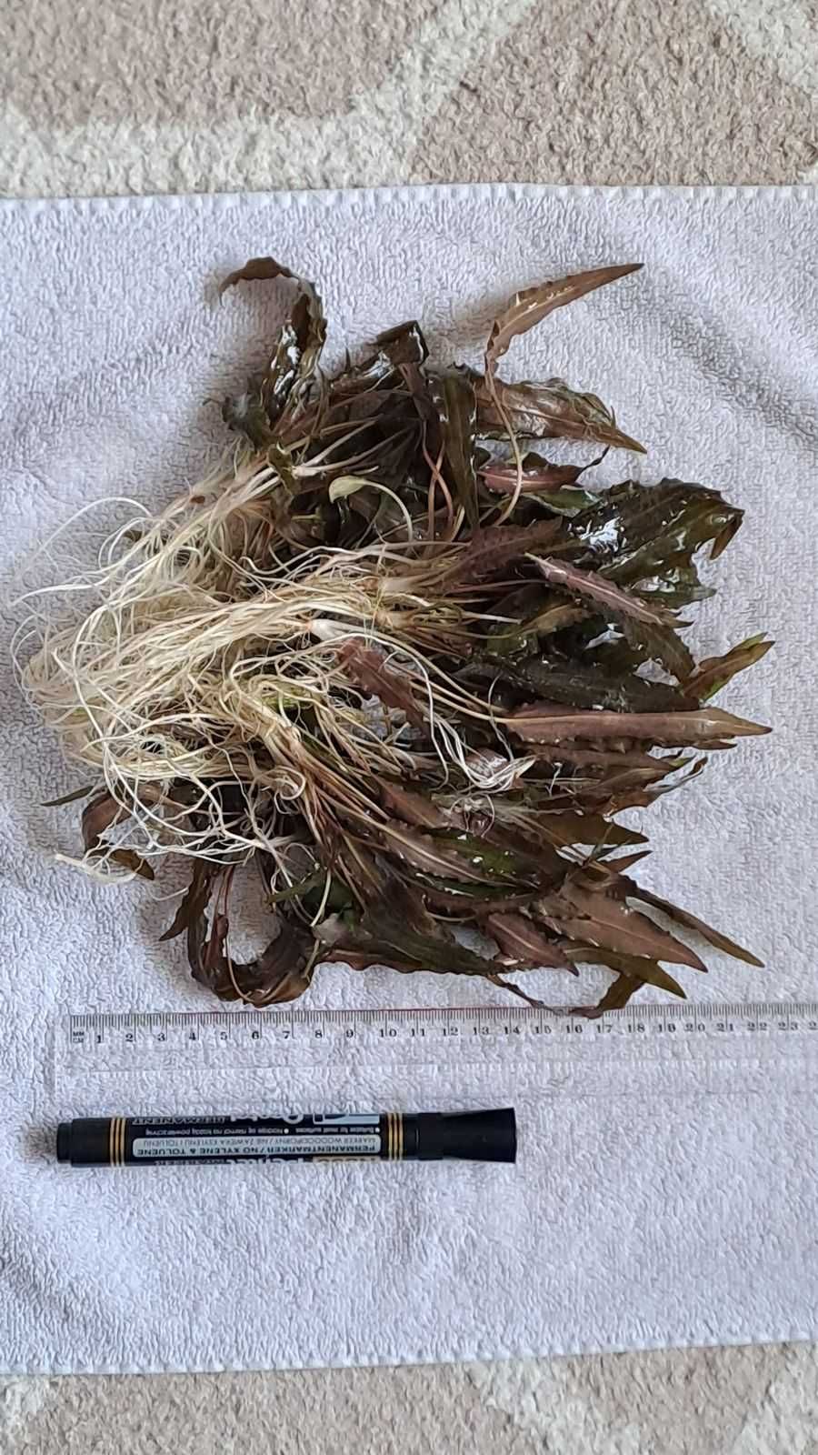 Kryptokoryna Wenditti (Cryptocoryne Wendtii Brown]