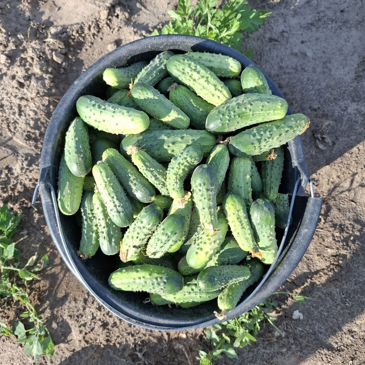 Ogórki gruntowe z mojej plantacji