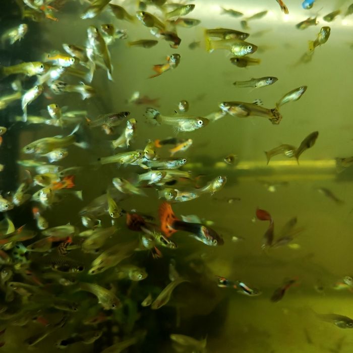 Sprzedam gupiki wybarwione