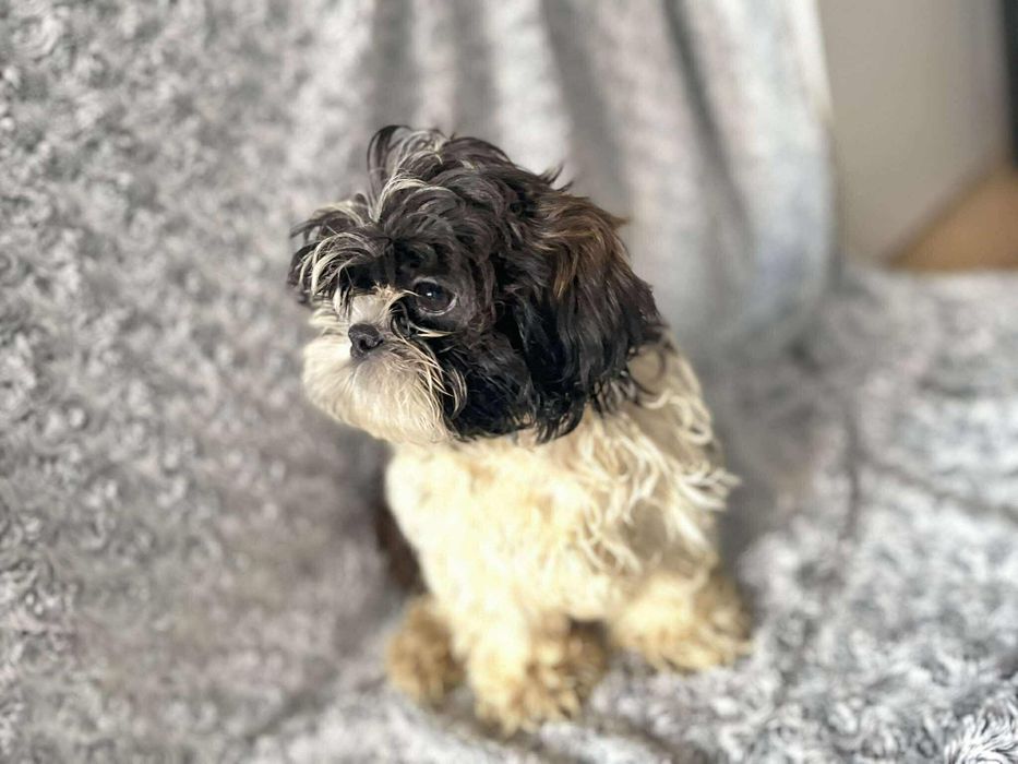 Śliczny piesek Shih Tzu