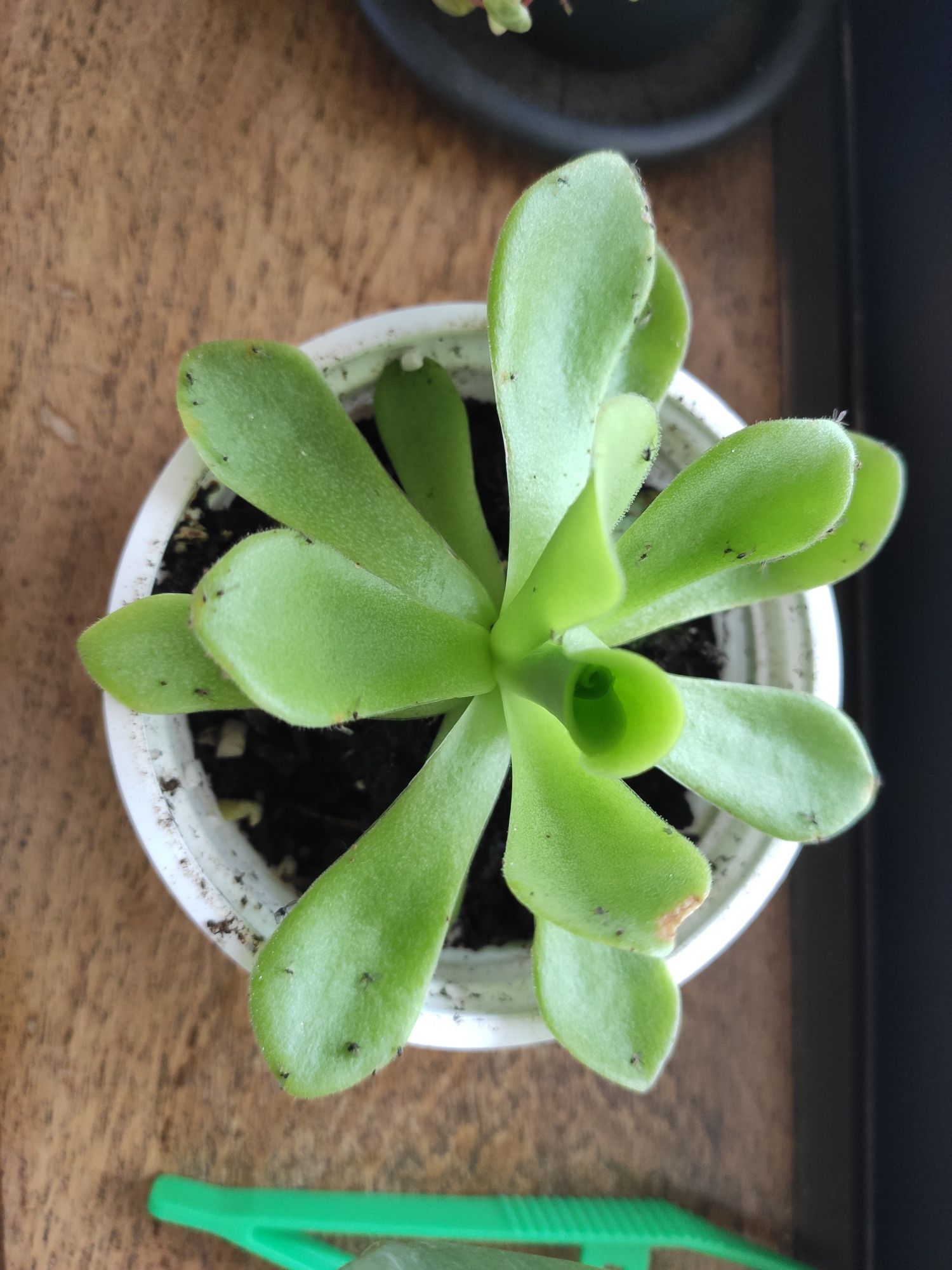 Pinguicula Agnata- Planta