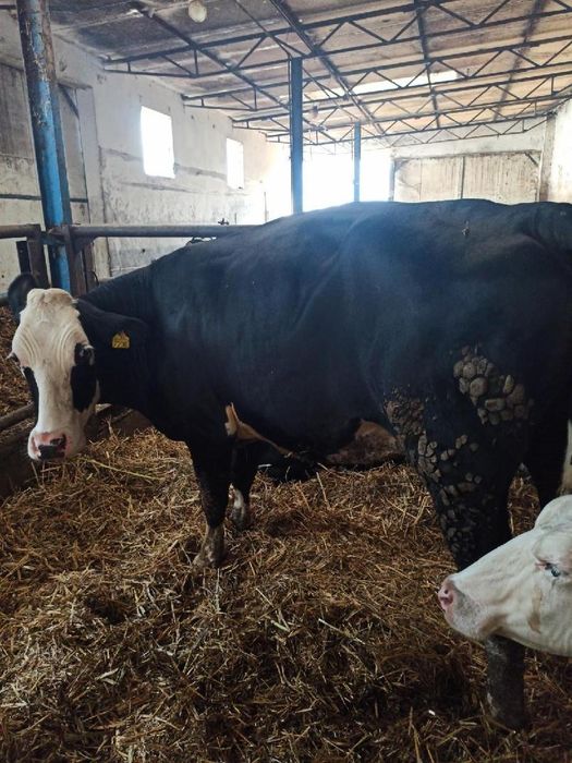 Krowa cielna 2 wycielenie