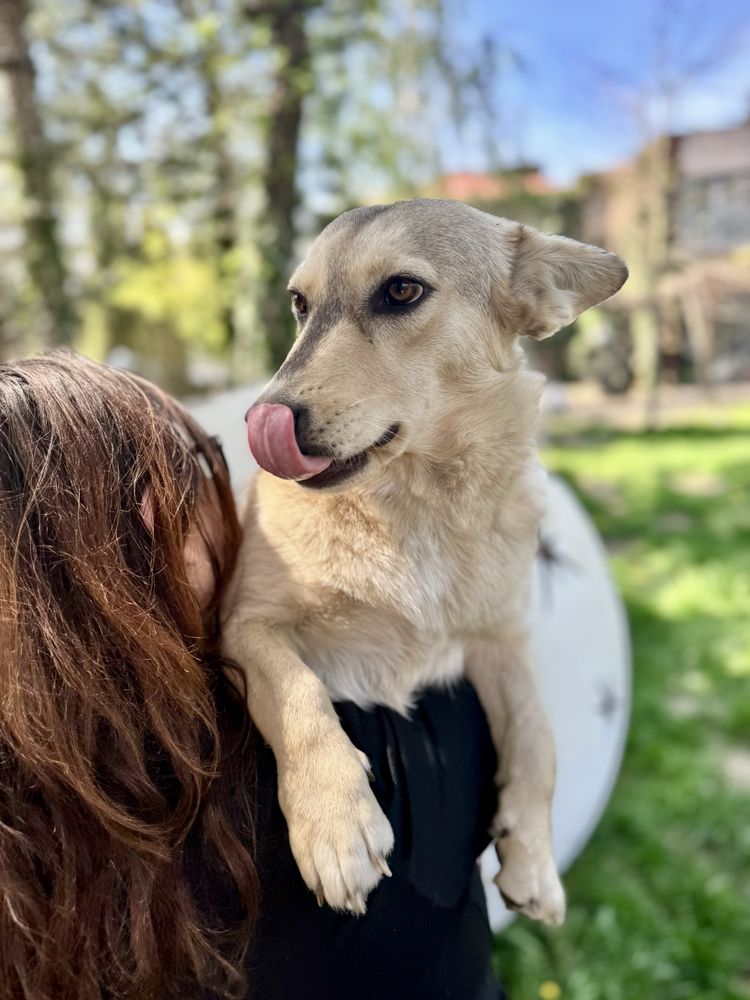 Biała w typie corgi wciąż szuka domu!