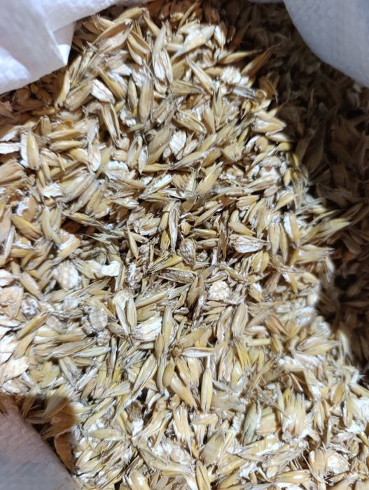 Sprzedam Owies gnieciony idealny dla Koni i innych zwierząt!!