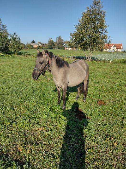 Klacz Konika Polskiego
