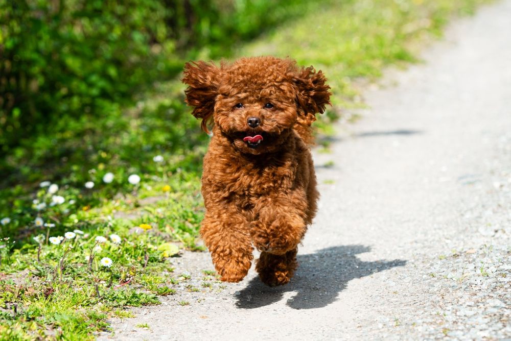 В'язка Той Пудель Китай(poodle teacup)