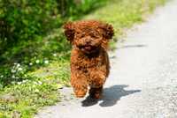 В'язка той пудель. Teddy poodle. Toy poodle. Red brown