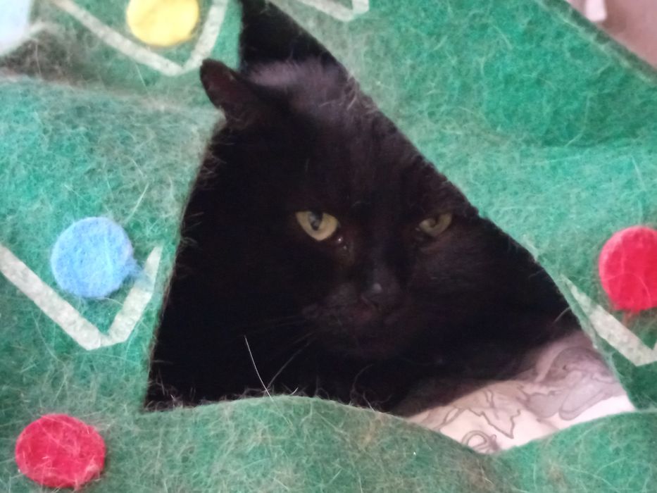 Delikatna Matcha potrzebuje cierpliwego domku