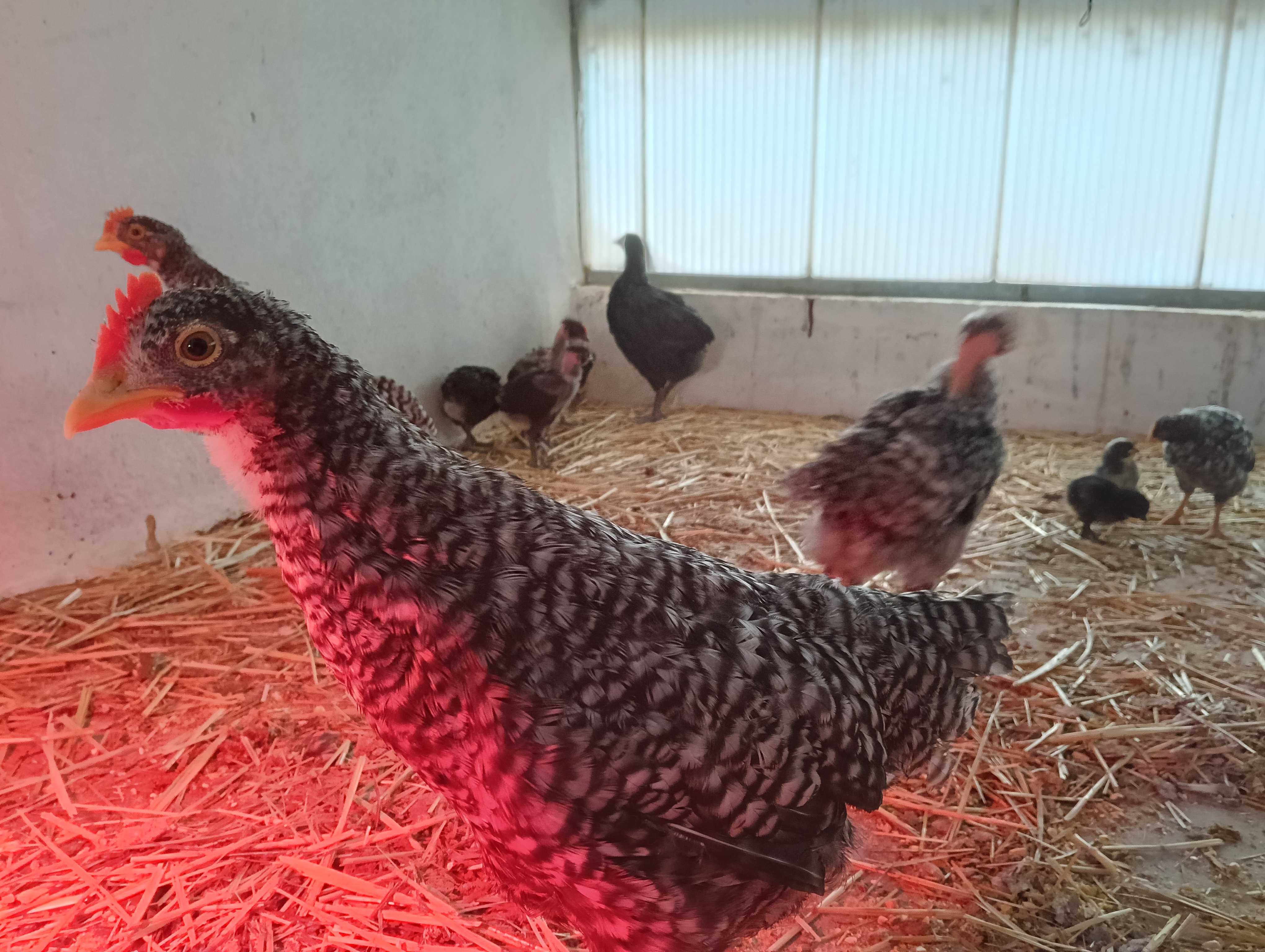 Venda de animais para criação ou abate