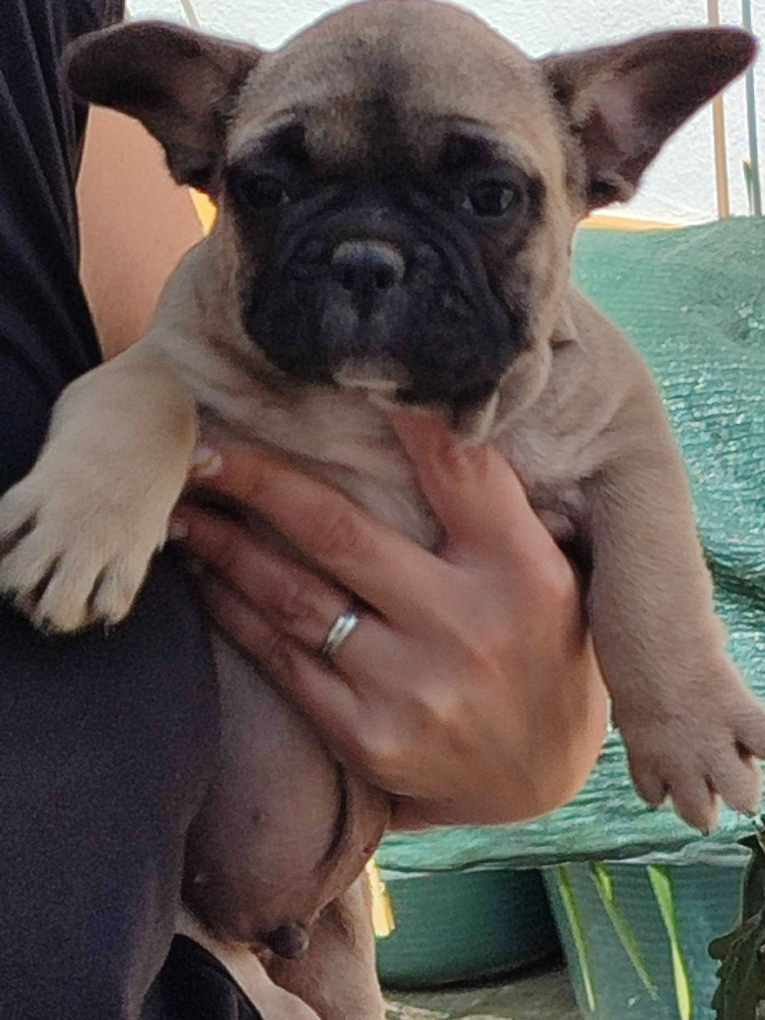 Bulldog Francês linhas de tamanho pequeno