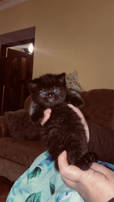 котик, киця, кошеня