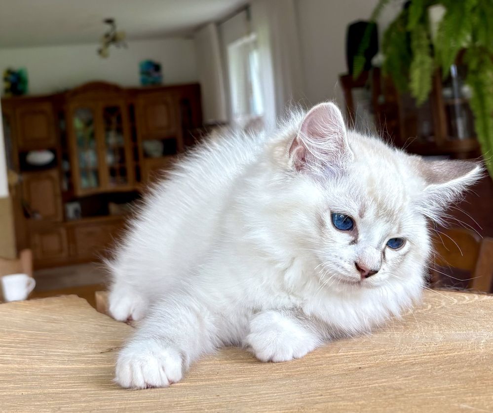 Ragdoll FPL kocurek seal mitted tabby