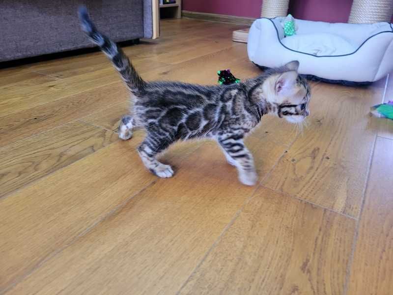 Wyjątkowy kocurek Bengalski - kot Bengalski- odbiór grudzień