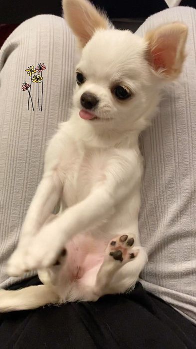 Гипермилые девочки чихуахуа.