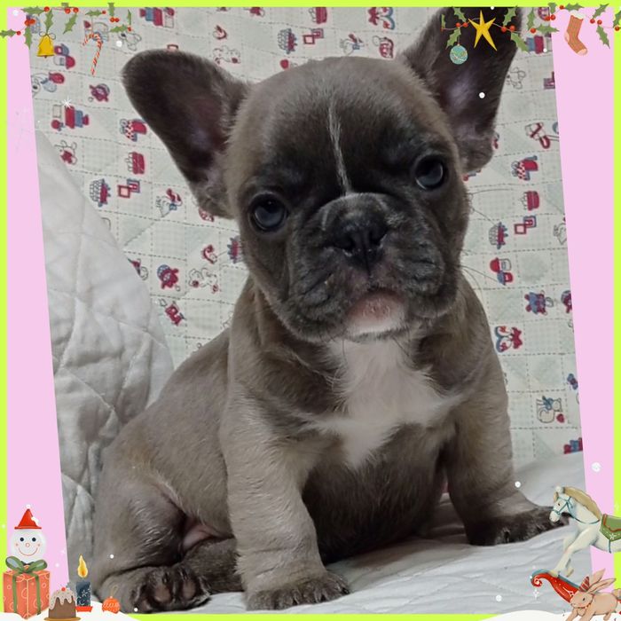 Грайливі бульдожата