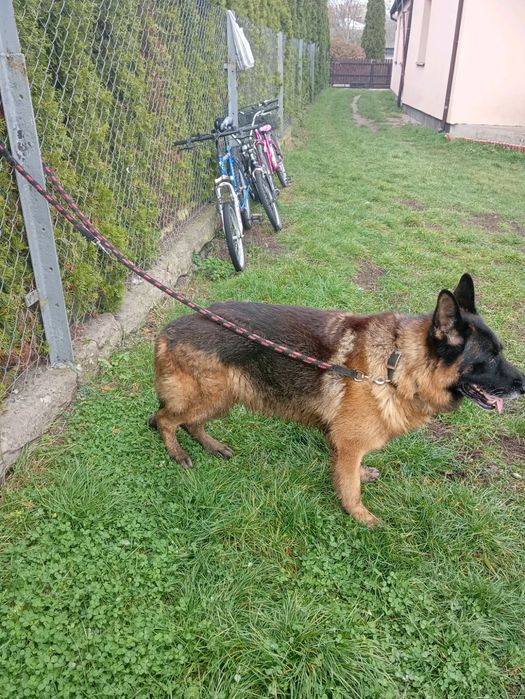 Sprzedam owczarka niemieckiego