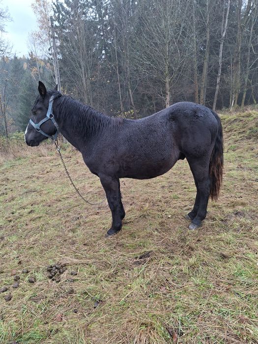 Sprzedam ogierka Śląskiego