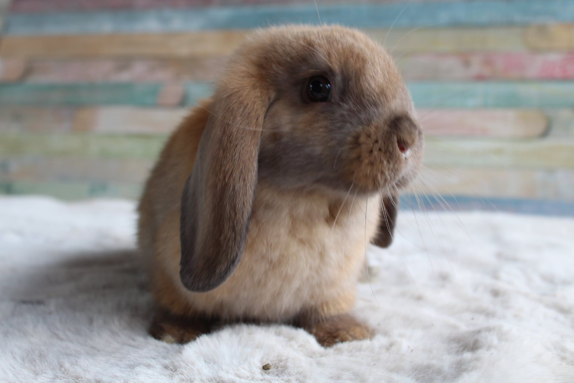 Mini lop ,baranek karzełek , mini lopek