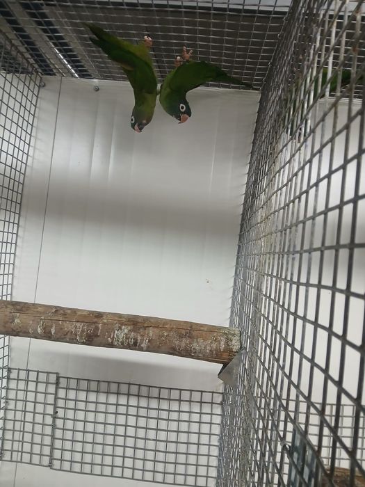 Aves 2  casais de conures cabeça azul