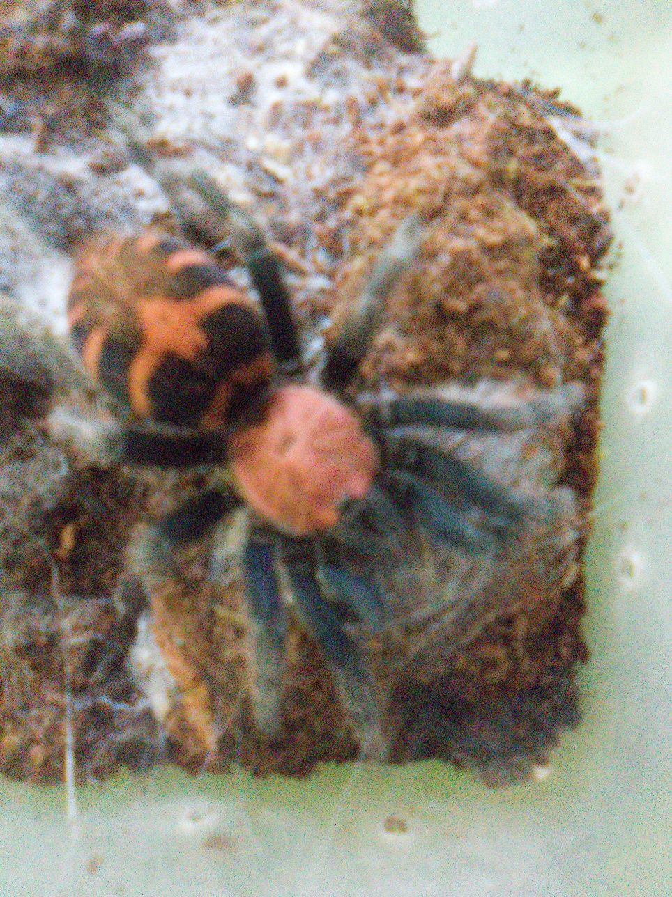 Davus pantaloris